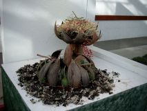 JENOPTIK DIGITAL CAMERA