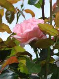 1200_rose